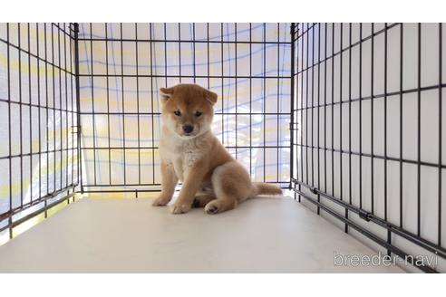 成約済の茨城県の柴犬-203510の1枚目