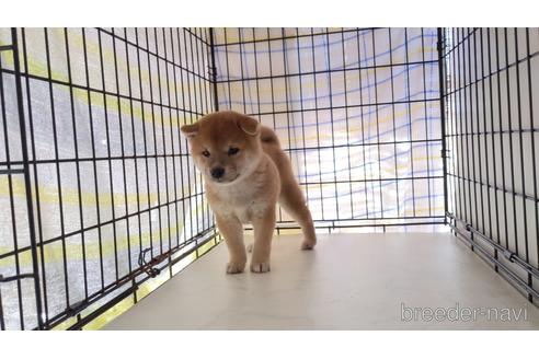 成約済の茨城県の柴犬-203510の5枚目