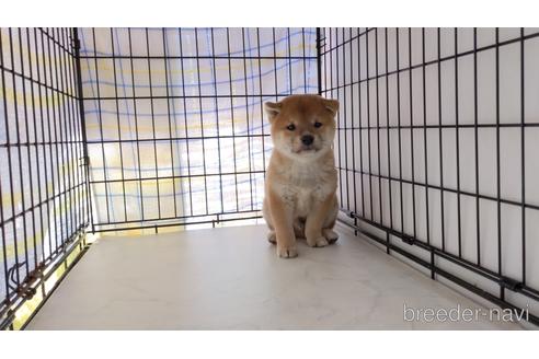 成約済の茨城県の柴犬-203510の4枚目