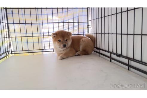 成約済の茨城県の柴犬-203510の3枚目