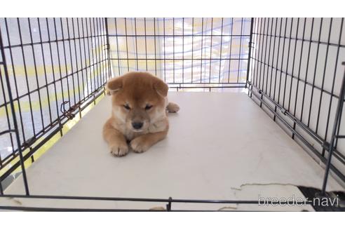 成約済の茨城県の柴犬-203510の2枚目