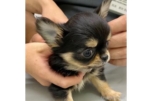 成約済の東京都のチワワ(ロングコート)-201625の1枚目