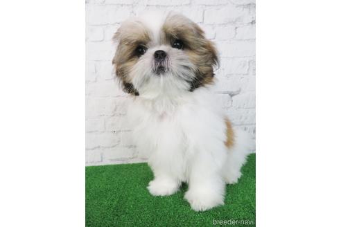 成約済の大阪府のシーズー-198140の1枚目