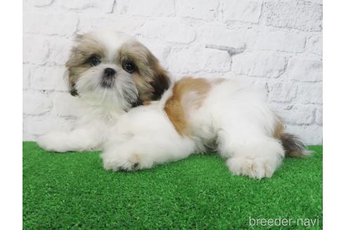 成約済の大阪府のシーズー-198140の6枚目