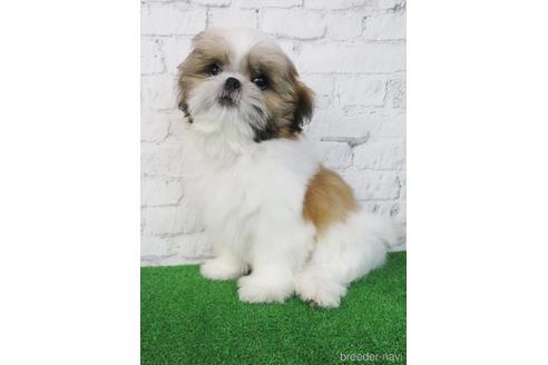 成約済の大阪府のシーズー-198140の4枚目