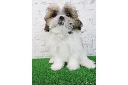 成約済の大阪府のシーズー-198140の3枚目