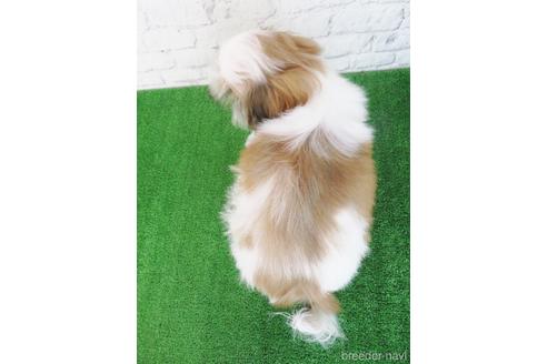 成約済の大阪府のシーズー-198140の2枚目