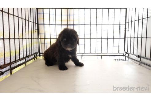 成約済の茨城県のミックス犬-203556の3枚目