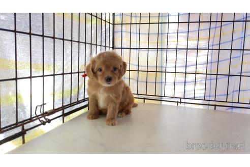 成約済の茨城県のミックス犬-203557