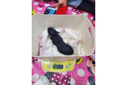 成約済の大阪府のティーカッププードル-203576の10枚目