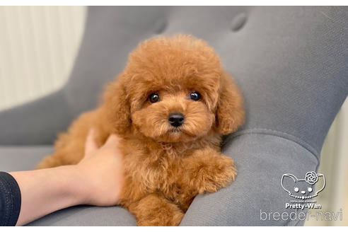 成約済の愛知県のタイニープードル-200703の7枚目