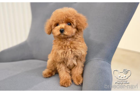 成約済の愛知県のタイニープードル-200703の9枚目