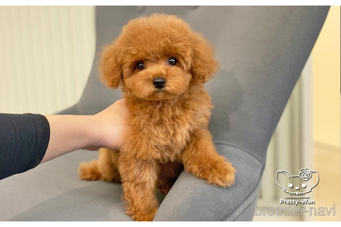 成約済の愛知県のタイニープードル-200703の8枚目