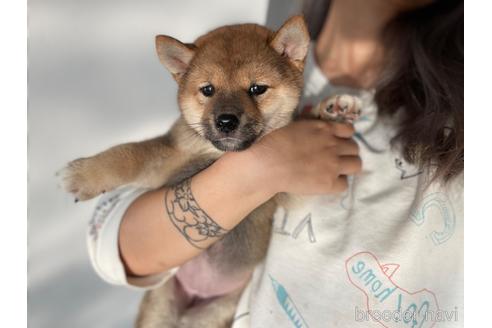 成約済の茨城県の柴犬-201957の1枚目