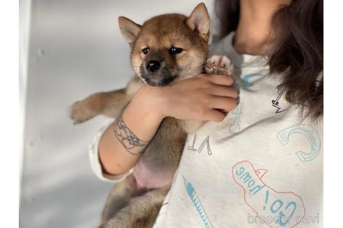 成約済の茨城県の柴犬-201957の3枚目