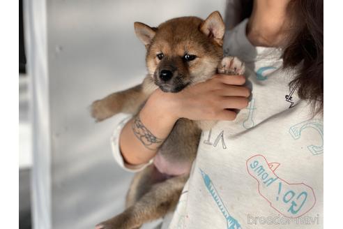 成約済の茨城県の柴犬-201957の4枚目