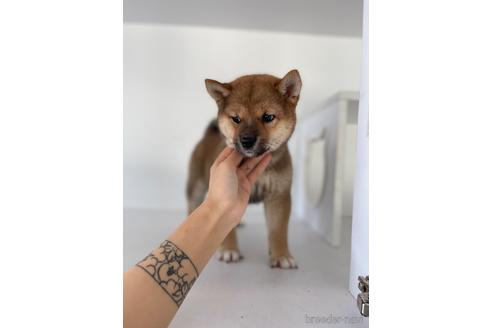 成約済の茨城県の柴犬-201957の2枚目