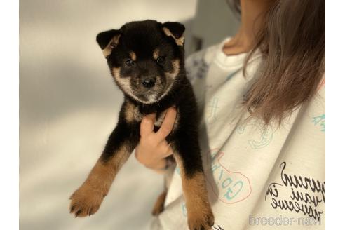 成約済の茨城県の柴犬-203627の4枚目