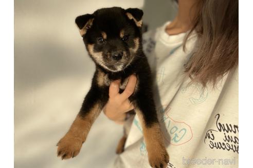 成約済の茨城県の柴犬-203627の1枚目