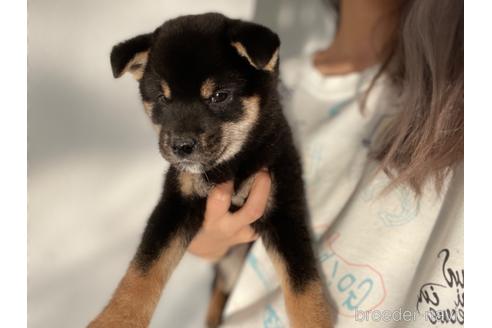 成約済の茨城県の柴犬-203627の2枚目