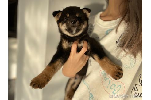 成約済の茨城県の柴犬-203627の3枚目