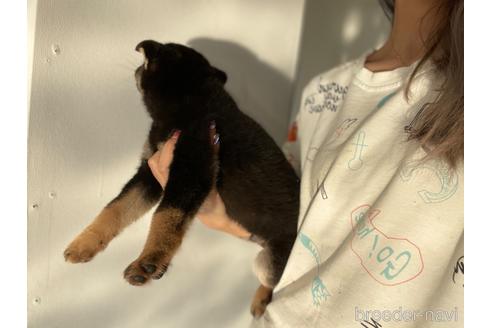成約済の茨城県の柴犬-203627の5枚目