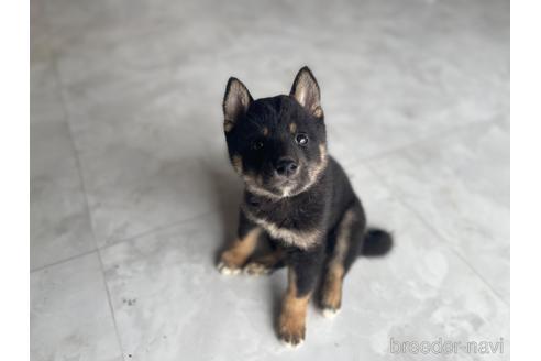 成約済の茨城県の柴犬-201015の1枚目