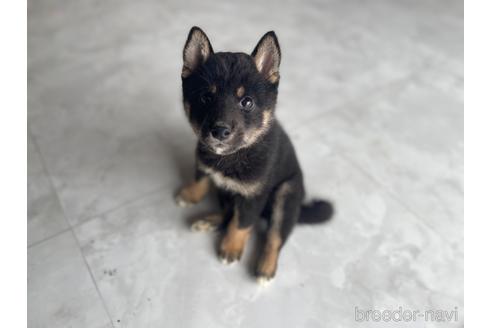 成約済の茨城県の柴犬-201015の5枚目