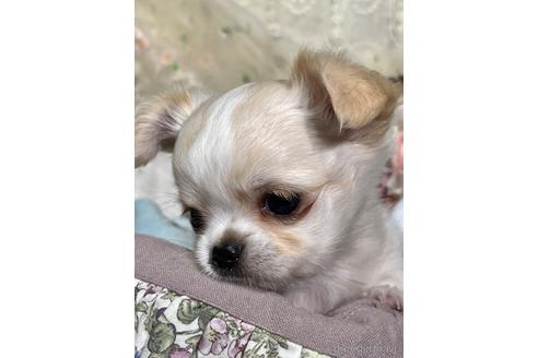 成約済の神奈川県のチワワ(ロングコート)-203667の4枚目
