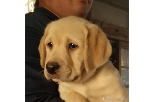 女の子のラブラドールレトリーバーの子犬を探す ブリーダーナビ
