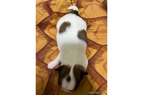 成約済の大阪府のミックス犬-203698の4枚目