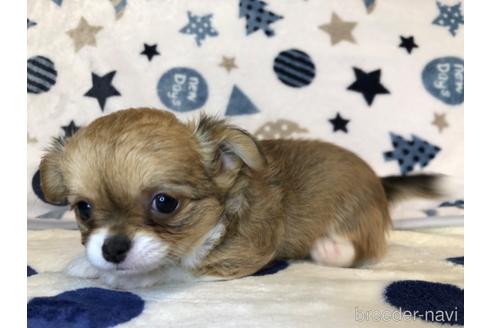 成約済の千葉県のチワワ(ロングコート)-200234の4枚目