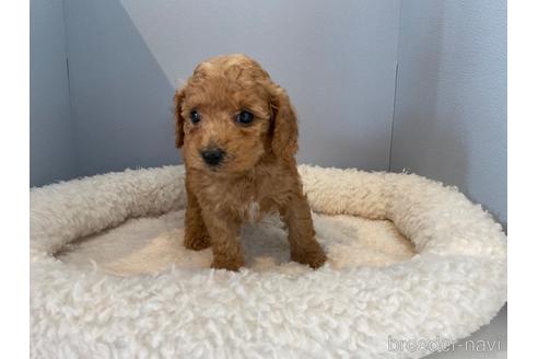 北海道のミックス ダップー ミニチュアダックスフンド トイプードル 女の子 22 09 06生まれ アプリコット 子犬id 3732 ブリーダーナビ