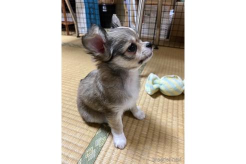 成約済の千葉県のチワワ(ロングコート)-194174の19枚目
