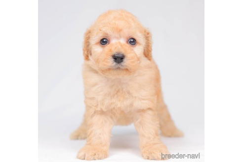 成約済の千葉県のトイプードル-203737の1枚目