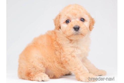 成約済の千葉県のトイプードル-203737の10枚目