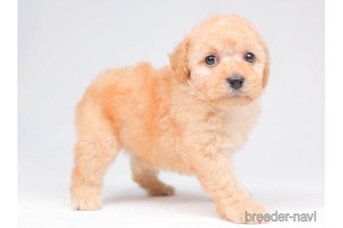 成約済の千葉県のトイプードル-203737の11枚目