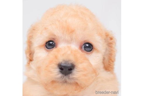 成約済の千葉県のトイプードル-203737の12枚目