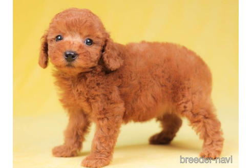 成約済の東京都のトイプードル-203748の3枚目