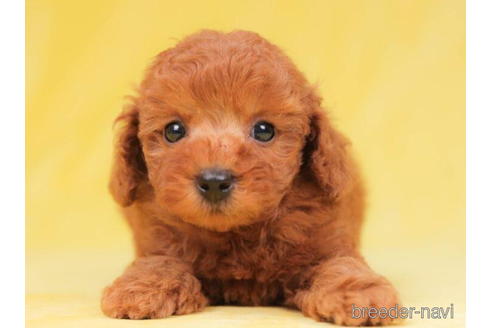 成約済の東京都のトイプードル-203748の2枚目