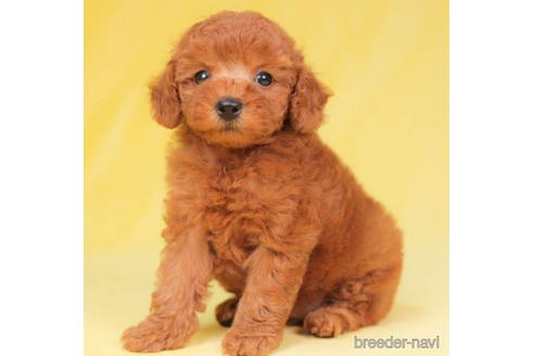 成約済の東京都のトイプードル-203748