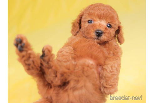 成約済の東京都のトイプードル-203748の5枚目