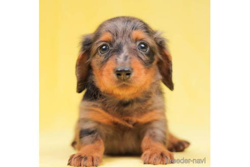 成約済の東京都のカニンヘンダックスフンド(ロングヘアード)-203758の1枚目
