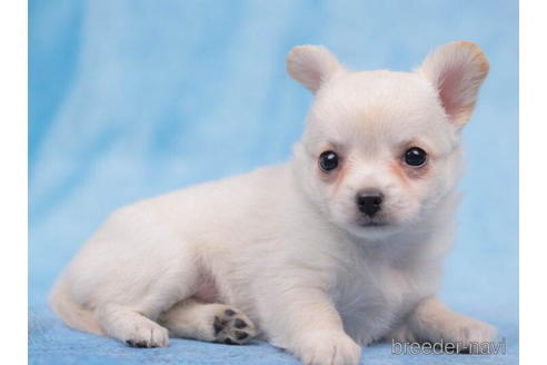 成約済の東京都のチワワ(ロングコート)-203761の2枚目