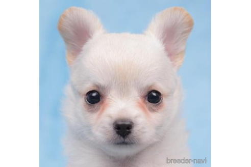 成約済の東京都のチワワ(ロングコート)-203761の3枚目