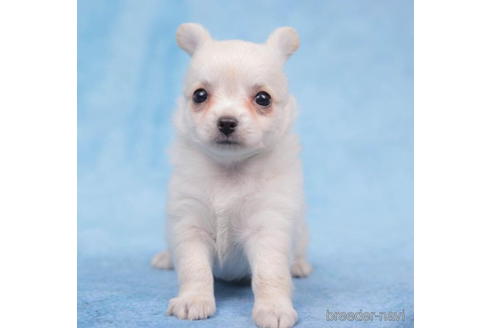 成約済の東京都のチワワ(ロングコート)-203761の1枚目