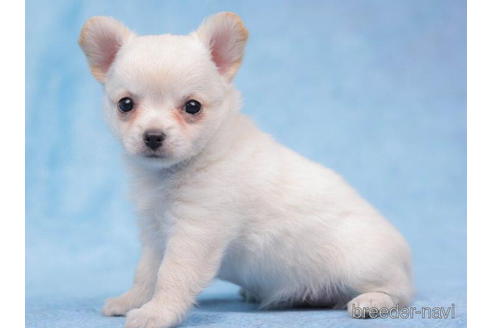 成約済の東京都のチワワ(ロングコート)-203761の4枚目