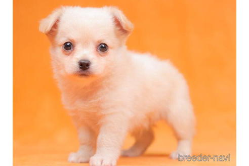 成約済の東京都のチワワ(ロングコート)-203764の2枚目