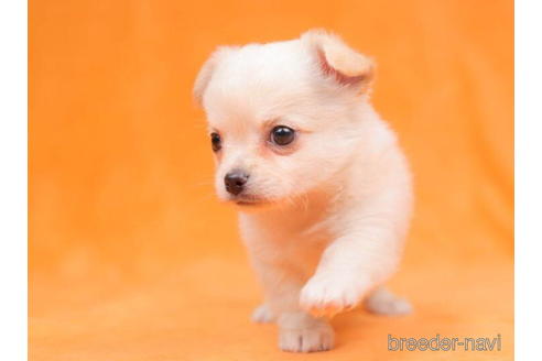 成約済の東京都のチワワ(ロングコート)-203764の4枚目