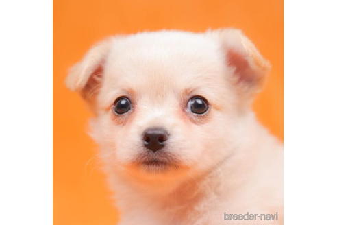 成約済の東京都のチワワ(ロングコート)-203764の3枚目